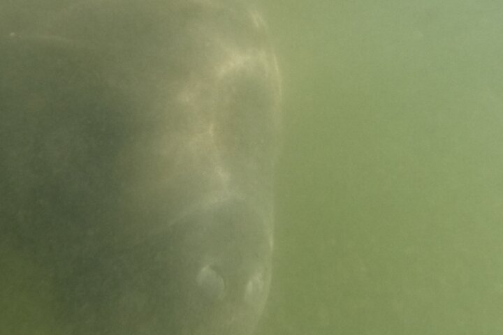 3 Hour Small Group All Inclusive Manatee Swim with free Photo pkg