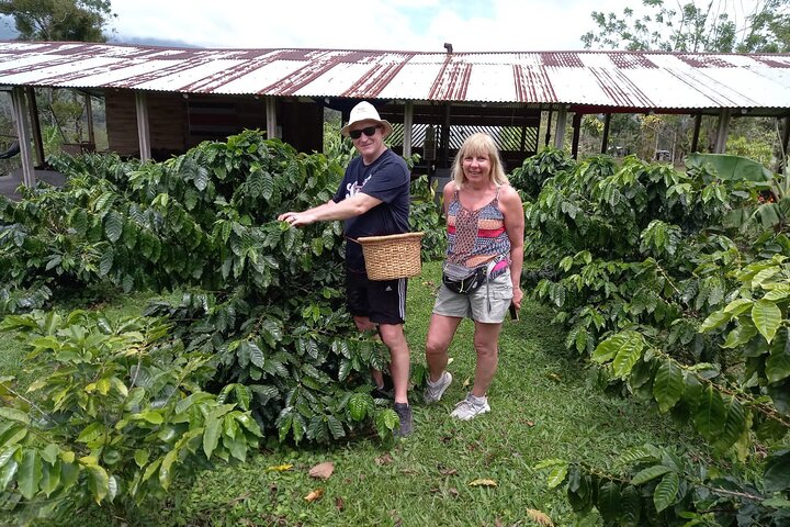 Cultural: Coffee & Chocolate Tour+Wildlife Trail+Waterfall Swim