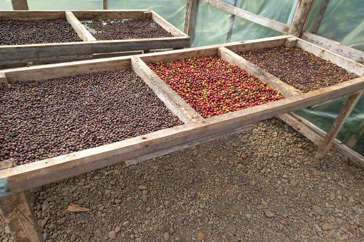 Cultural: Coffee & Chocolate Tour+Wildlife Trail+Waterfall Swim