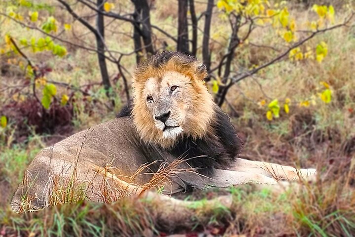 Economic 1-Day Kruger Safari from Maputo