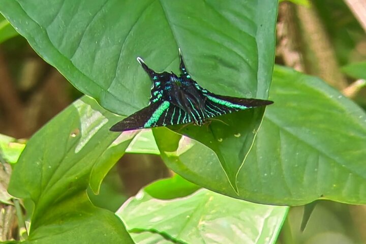 Manuel Antonio National Park : Guided tour with TICKET INCLUDED