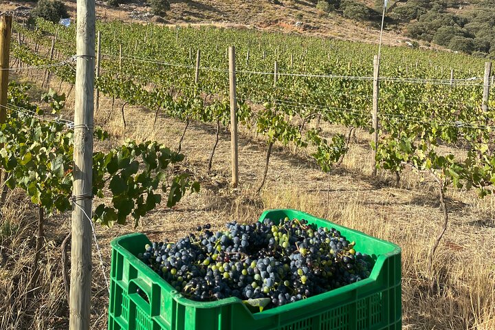 Antequera - Dolmens & Vineyard Experience