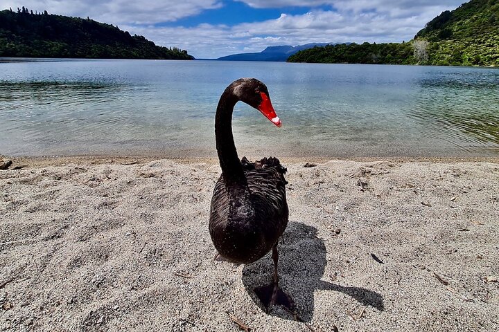 Rotorua via Kiwi/lakes country & a visit to iconic Whakarewarewa
