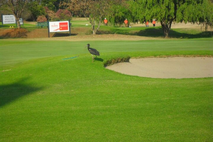 7 Hour Private Guided Golf Round at Championship Course in Harare