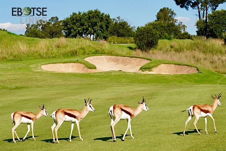 7 Hour Private Guided Golf Round at Championship Course in Harare