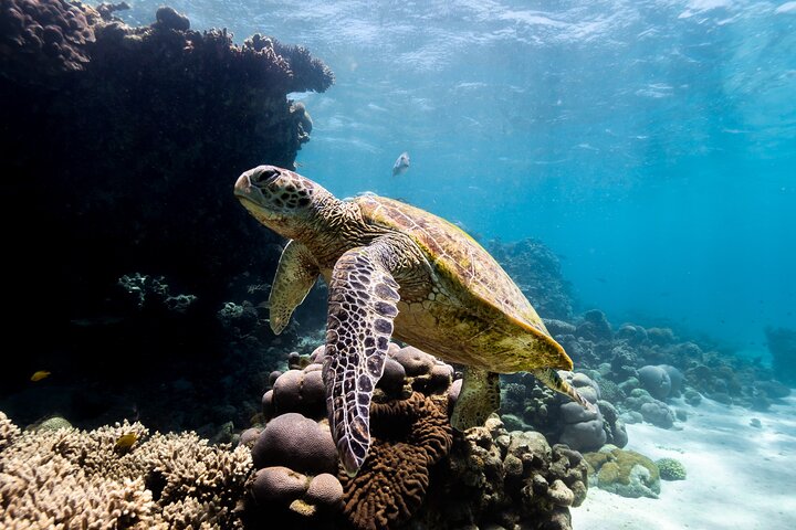 Half Day Sailing and Snorkeling Tour from Coral Bay