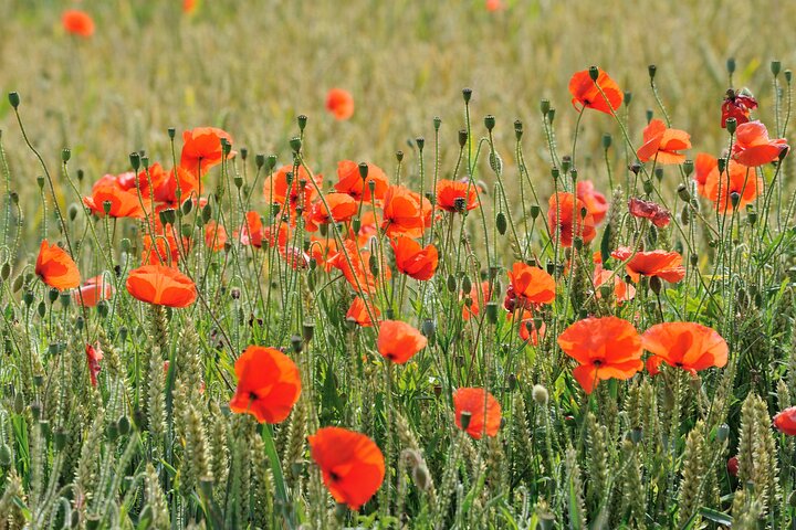 In Flanders Fields and Passchendaele Half Day Morning Tour