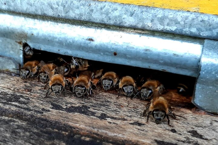 Beekeeping and Honey Wine Making Private Experience in Alaverdi