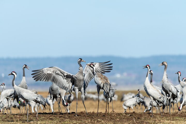 Keoladeo Birds Park Tour From Agra To Jaipur Including Entry