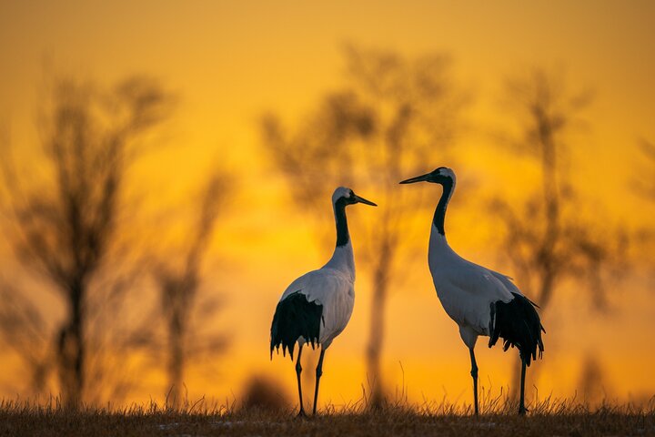 Keoladeo Birds Park Tour From Agra To Jaipur Including Entry