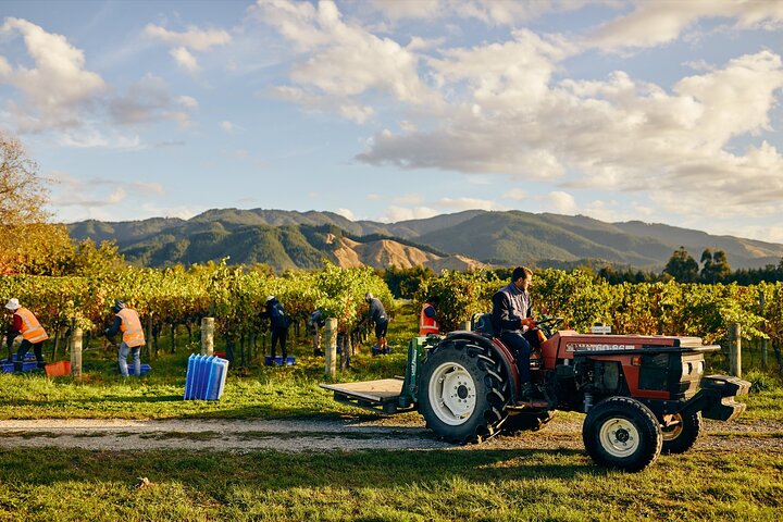 Gourmet Gold Wine Tour: Indulge in Cloudy Bay's finest wines