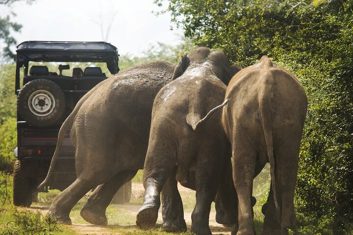 Udawalawe National Park — 4-Hour Private Jeep Safari (Pickup)