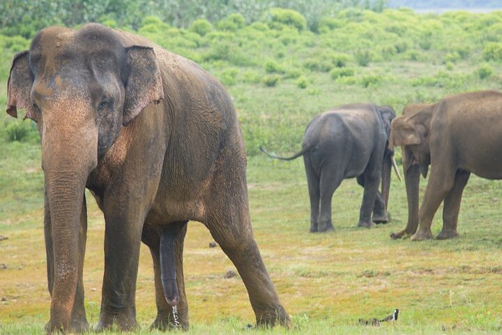 Udawalawe National Park — 4-Hour Private Jeep Safari (Pickup)