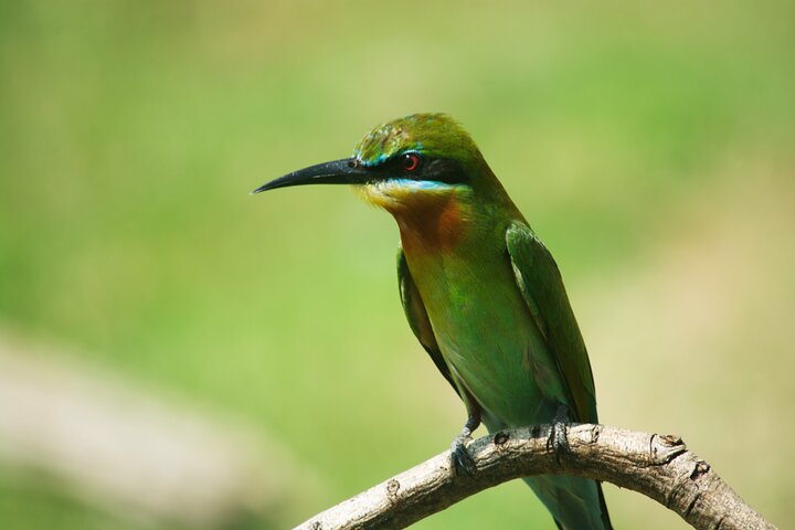 Udawalawe National Park — 4-Hour Private Jeep Safari (Pickup)