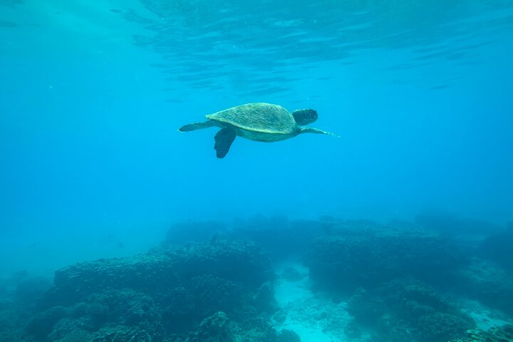 Snorkeling at Dimaniyat Islands and Dolphin Watching (Half-Day)