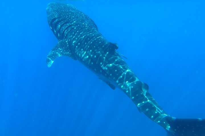Snorkeling at Dimaniyat Islands and Dolphin Watching (Half-Day)