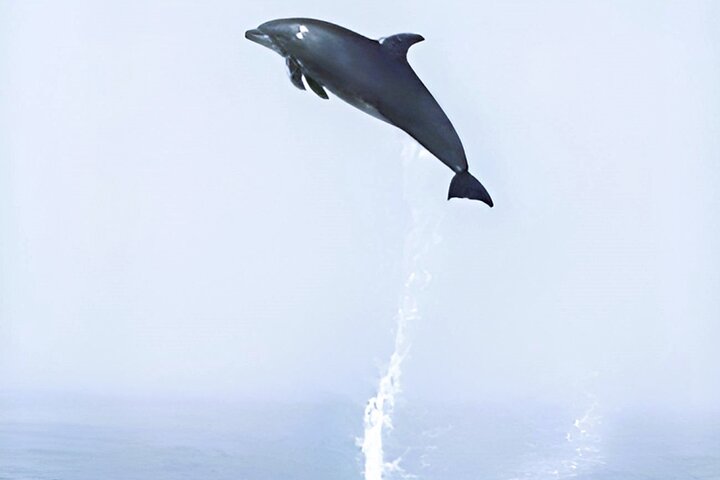 Dolphin watching in Setúbal