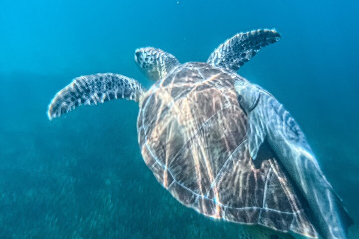 Nassau 3-stops: Snorkeling, Swimming Pigs, Turtles & Lunch