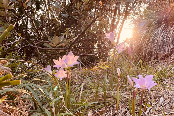 WANDER BYRON Guided Sunrise Tours to Cape Byron Lighthouse