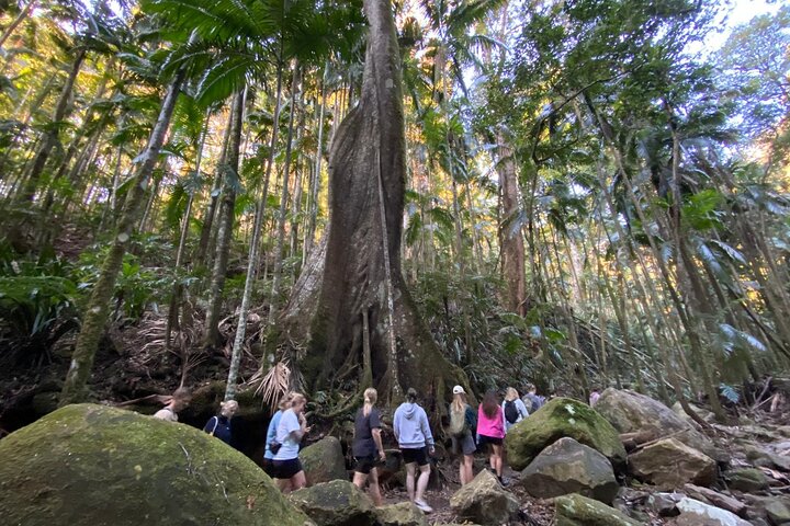Glow-worms, Waterfalls & Rainforest Experience