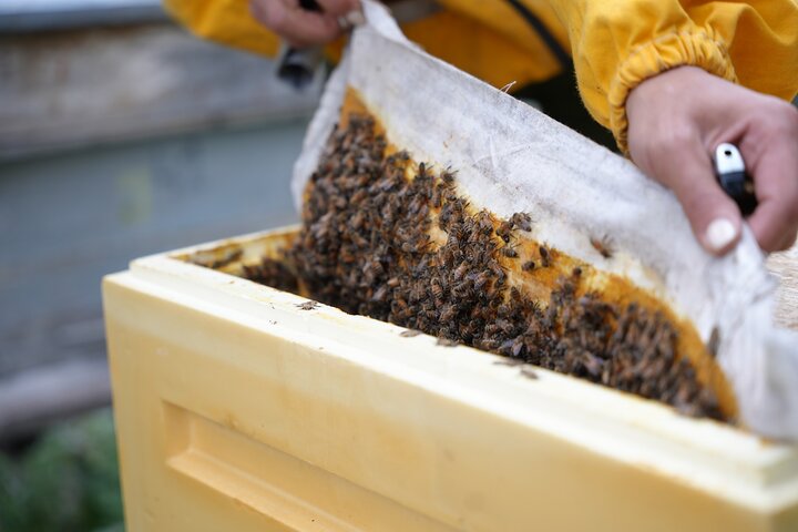 Private Honey Farm Tour and Beeswax Candle Making in Spitak