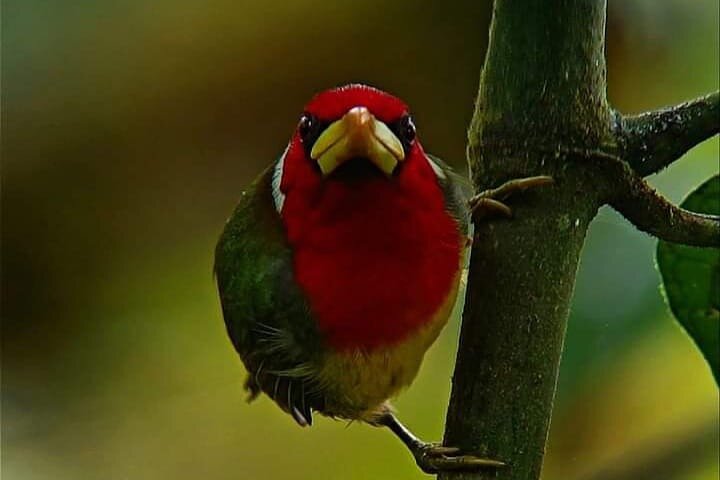 Epic Birdwatching Experience in Mindo Cloud Forest
