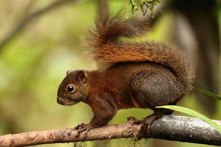 Epic Birdwatching Experience in Mindo Cloud Forest