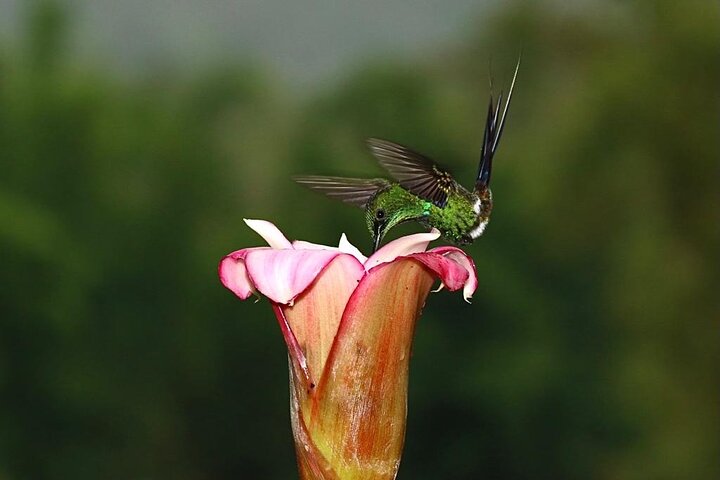 Epic Birdwatching Experience in Mindo Cloud Forest