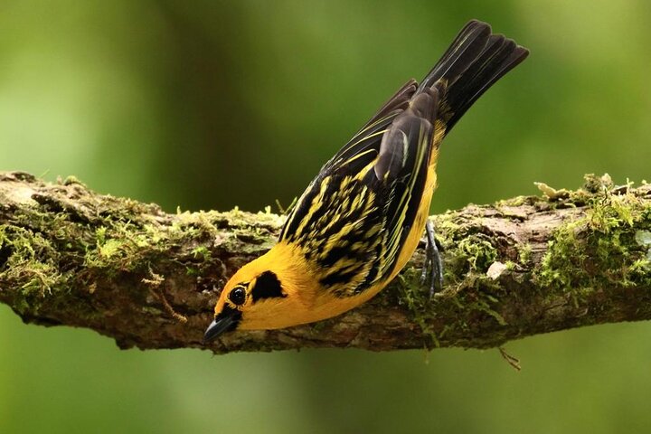 Epic Birdwatching Experience in Mindo Cloud Forest