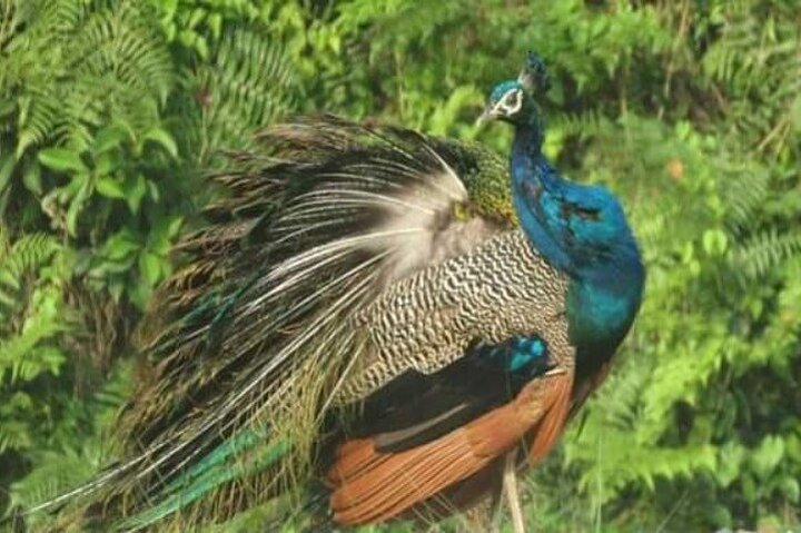 Chitwan National Park Bird Watching Untouched Side from Madi