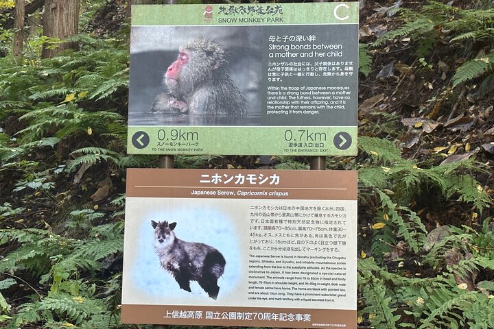 1-Day Private Snow Monkey ZenkoJi Temple & SakeTasting NaganoTour