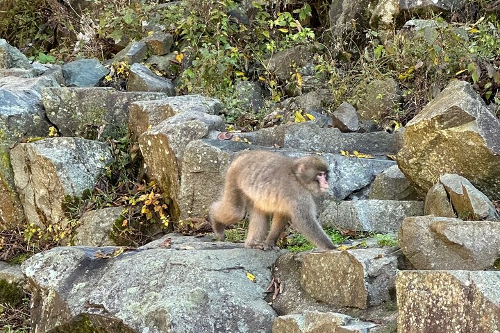 1-Day Private Snow Monkey ZenkoJi Temple & SakeTasting NaganoTour