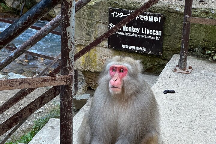 1-Day Private Snow Monkey ZenkoJi Temple & SakeTasting NaganoTour