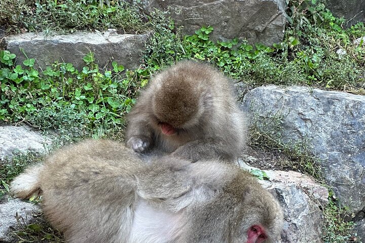 1-Day Private Snow Monkey ZenkoJi Temple & SakeTasting NaganoTour