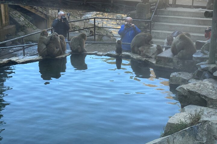 1-Day Private Snow Monkey ZenkoJi Temple & SakeTasting NaganoTour