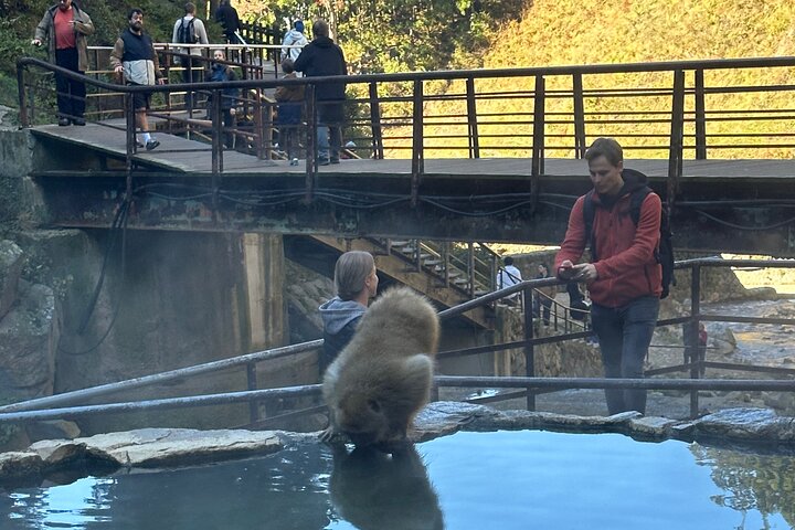 1-Day Private Snow Monkey ZenkoJi Temple & SakeTasting NaganoTour