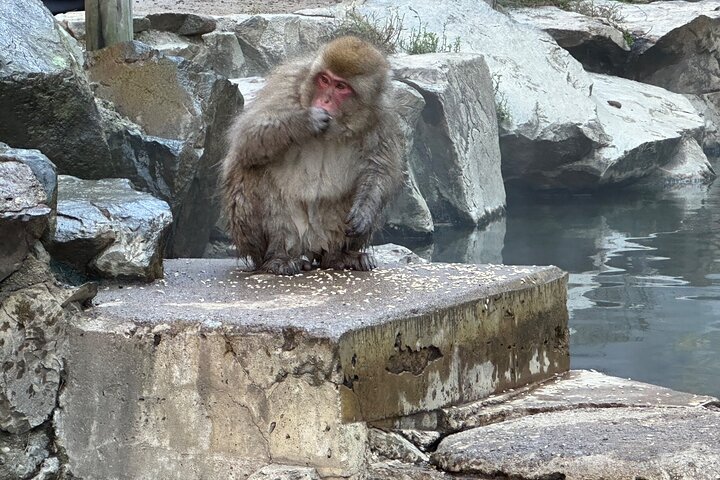 1-Day Private Snow Monkey ZenkoJi Temple & SakeTasting NaganoTour