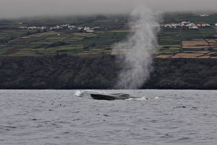 Terceira Island: Whale & Dolphin Watching | Best Wildlife Tour