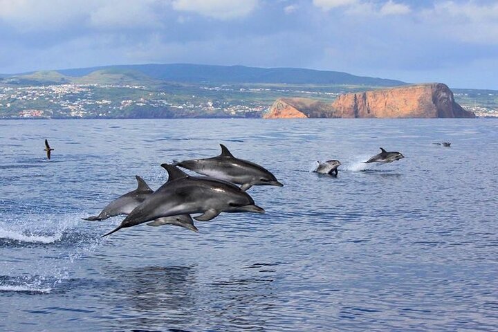 Terceira Island | Private: Ilhéus das Cabras Boat Tour