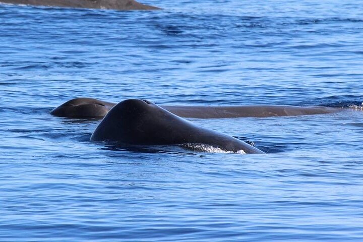 Terceira Island: Whale & Dolphin Watching | Best Wildlife Tour