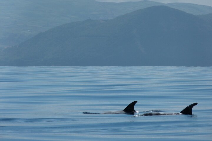 Terceira Island: Whale & Dolphin Watching | Best Wildlife Tour