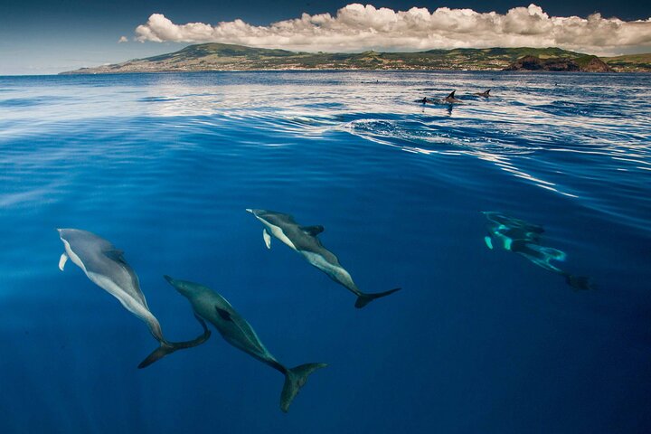 Terceira Island: Whale & Dolphin Watching | Best Wildlife Tour