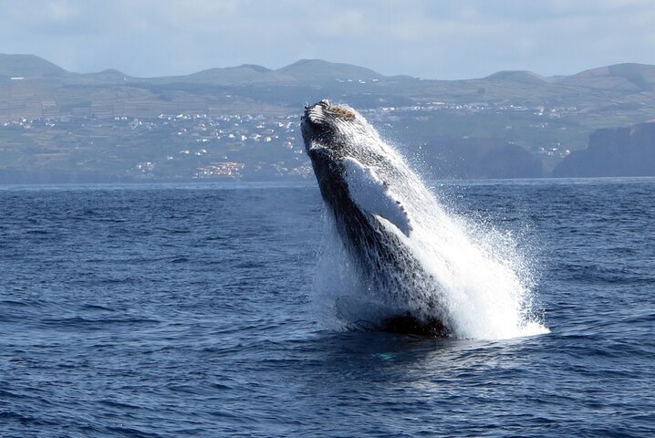 Terceira Island: Whale & Dolphin Watching | Best Wildlife Tour