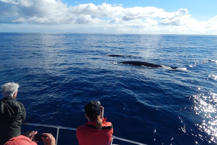 Terceira Island: Whale & Dolphin Watching | Best Wildlife Tour
