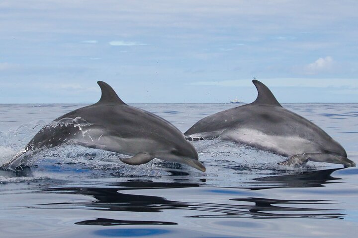 Terceira Island: Whale & Dolphin Watching | Best Wildlife Tour