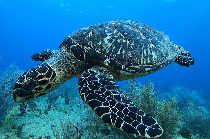 Aguadilla Tropical Snorkeling