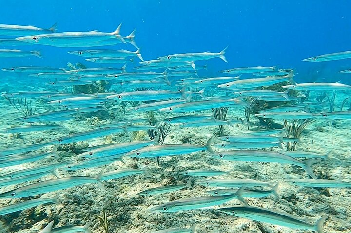 Aguadilla Tropical Snorkeling