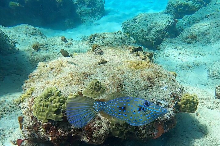 Aguadilla Tropical Snorkeling