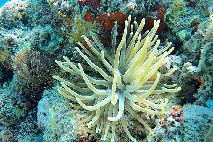 Aguadilla Tropical Snorkeling