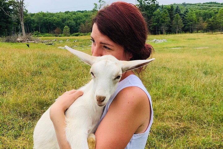 Farm Tour at Clover Brooke Llama/Alpaca/Goat Farm
